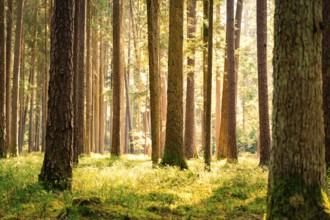 Sunlight falls through dense trees onto the moss-covered ground, Calw, Black Forest, Germany,