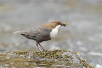 White-throated Dipper (Cinclus cinclus) on a mossy stone on the bank of a river, with caddis fly