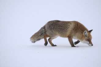 Red fox (Vulpes vulpes) looking for mice in a snow-covered meadow, Allgäu, Bavaria, Germany,
