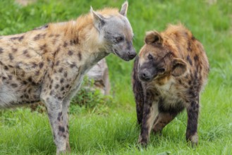 Two adult spotted hyenas (Crocuta crocuta), one male and one female, display courtship behaviour