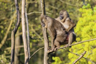 Two Drills (Mandrillus leucophaeus) mating high up in a tree. A green forest can be seen in the