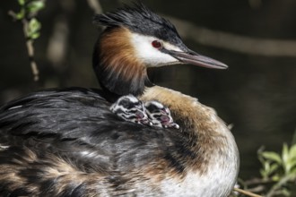 Great Crested Grebe (Podiceps Scalloped ribbonfish) with juveniles, Emsland, Lower Saxony, Germany,