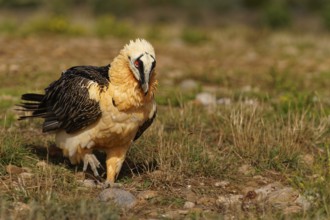 Old bearded vulture (Gypaetus barbatus), foraging, portrait, Catalonia, Pyrenees, Spain, Europe