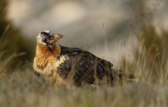 Old bearded vulture (Gypaetus barbatus), sheep's foot, hoof, fur remains, Catalonia, Pyrenees,