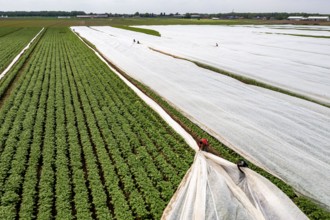 Potato field, fleece cover is removed, the fleece is intended to protect against weather