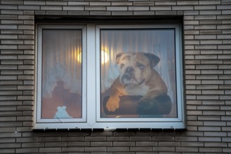 Window decoration in Duisburg-Kaßlerfeld, residential building, large picture of a bulldog on the