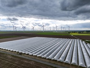 Agriculture, large areas with foil tunnel, for the cultivation of strawberries, freshly cultivated