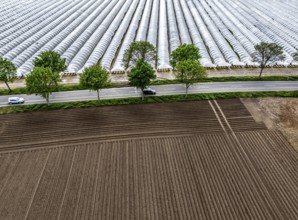 Agriculture, large areas with foil tunnel, for the cultivation of strawberries, freshly cultivated