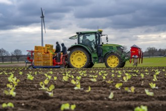 Lettuce plants, in press pots, they are planted in a field with a planting machine, agriculture,