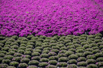 Gardening, plant cultivation, ornamental plants grow in flower pots, outdoors