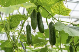 Cultivation of mini cucumbers, snack cucumbers, in a greenhouse, near Straelen, North