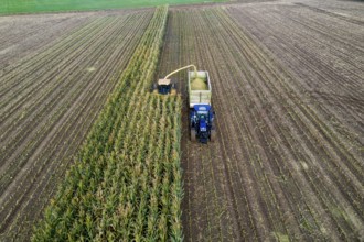 Maize harvest, combine harvester, chopper works its way through a maize field, the silage is pumped