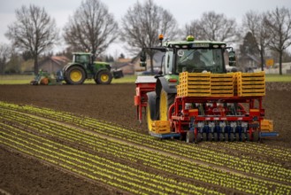 Lettuce plants, in press pots, they are planted in a field with a planting machine, agriculture,
