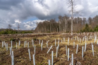 Reforestation in the Arnsberg Forest near Rüthen-Nettelstädt, Soest district, young trees in