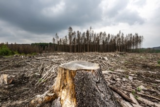 Forest dieback in the Arnsberg Forest nature park Park, over 70 per cent of the spruce trees are