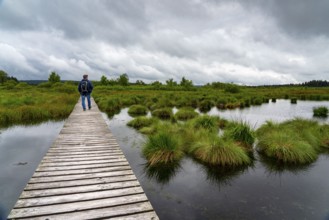 The High Fens, Brackvenn, raised bog, wooden plank hiking trail, in Wallonia, Belgium, on the
