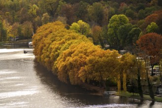 Lake Baldeney, on the south-east shore, Fischlaken district, in autumn, plane tree avenue, lakeside
