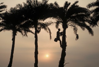 Palm wine collection, toddy tapper climbing a palm tree to collect toddy, Teraï region, Nepal, Asia