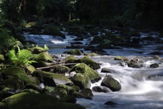 River Wesenitz, Liebethaler Grund, part of the Malerweg, summer, Saxon Switzerland, Saxony,