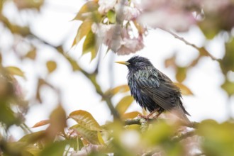 A common starling (Sturnus vulgaris) surrounded by pink flowers and leaves looks to the side,