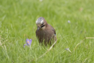 Eurasian jay (Garrulus glandarius) adult bird on a garden lawn with flowering Crocus flowers in