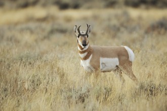 Pronghorn or pronghorn (Antilocapra americana), male, Yellowstone National Park, Wyoming, USA,