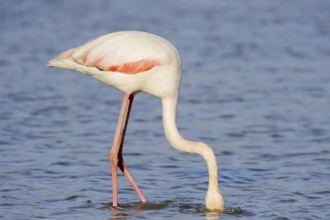 Greater flamingo (Phoenicopterus roseus) foraging, Camargue, Provence, southern France
