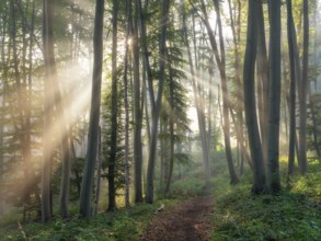 Hiking trail through natural green beech forest in the morning light, the sun shines through the