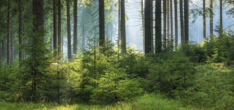 Panorama, spruce forest with natural regeneration, sun shining through morning fog, Thuringian