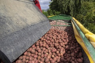 Agriculture harvest of industrial potatoes in the Palatinate. In contrast to table potatoes, these