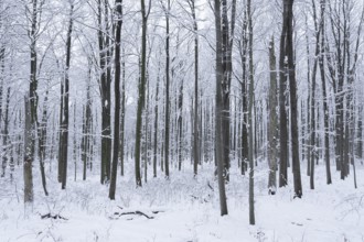 Snow-covered deciduous forest in winter, Hainich National Park, Thuringia, Germany, Europe