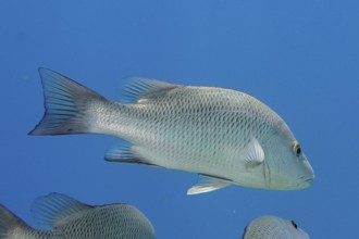 Mangrove red snapper (Lutjanus argentimaculatus), dive site House Reef, Mangrove Bay, El Quesir,