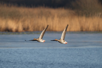 Pair of greylag geese flying together, in the Großen Rosin Moor nature reserve,
