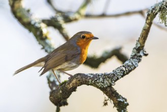 European Robin, Erithacus rubecula, bird in forest at winter sun