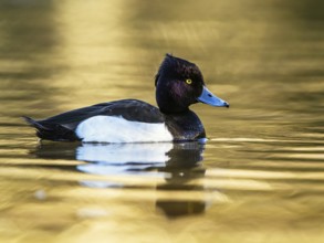 Male of Tufted Duck, Aythya fuligula, bird on water at winter time
