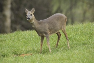 European roe deer (Capreolus capreolus) in winter coat secured in the meadow, Allgäu, Bavaria,