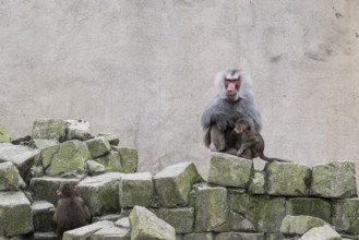 Hamadryas baboons (Papio hamadryas), Emmen Zoo, Netherlands