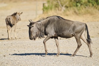 Blue wildebeest (Connochaetes taurinus) walking in the dessert, captive, distribution Africa