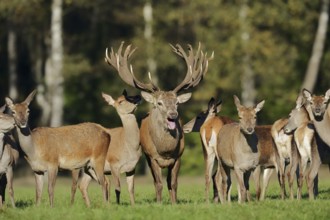 Red deer (Cervus elaphus), roaring stag and hinds in the rutting season, North Rhine-Westphalia,