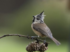 Crested Tit (Lophophanes cristatus) sitting on a lark branch covered with cones, North