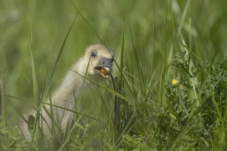 Greylag goose (Anser anser) juvenile baby gosling bird feeding on a Buttercup flower in grassland,