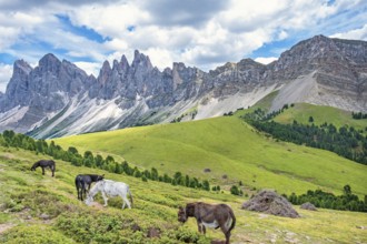 Donkeys grazing on a alp meadow at the mighty Odle Group mountains in the Dolomites, Ortisei, Val