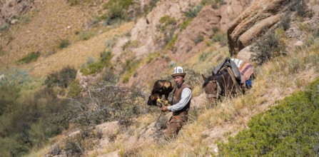 Traditional Kyrgyz eagle hunter with eagle in the mountains, hunting on horseback, near Kysyl-Suu,