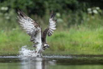 Western osprey (Pandion haliaetus) hunting, Aviemore, Scotland, Great Britain