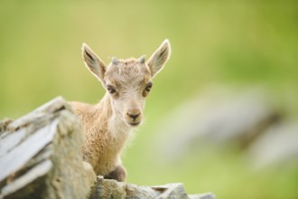 Alpine ibex (Capra ibex) youngster, lying on a rock, wildlife Park Aurach near Kitzbuehl, Austria,