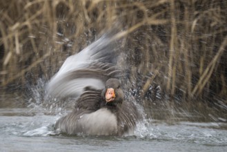 Greylag goose (Anser anser), bathing, water splashes, motion blur, Hesse, Germany, Europe