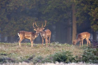 Three fallow deer (Dama dama) in a clearing in the forest, Lower Rhine, North Rhine-Westphalia,