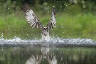 Western osprey (Pandion haliaetus) hunting, Aviemore, Scotland, Great Britain