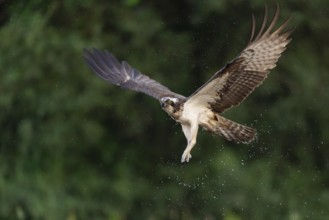 Western osprey (Pandion haliaetus) hunting, Aviemore, Scotland, Great Britain