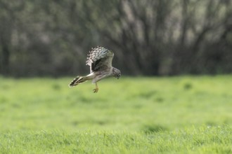Hen harrier (Circus cyaneus), Emsland, Lower Saxony, Germany, Europe